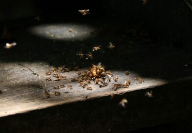 How Natural Termite Treatment Protects Structural Integrity Without Compromising Your Home